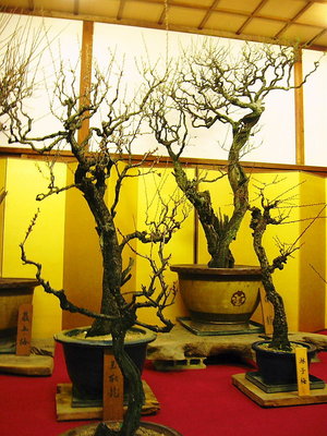 ● ２００年生きてる盆梅ですよ