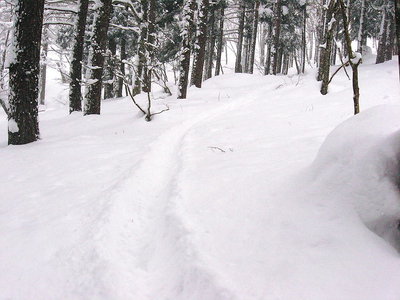 ● カモシカの胴ラッセルを伝うの