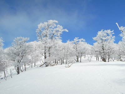 青空に樹氷