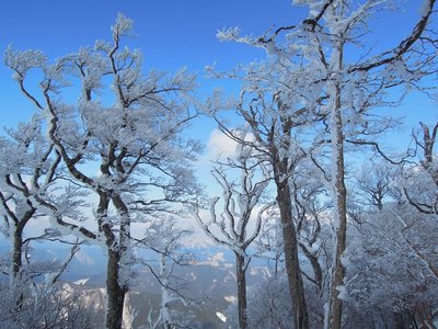青空に巨大エビのシッポ