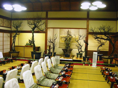 ● ２００年ものの盆梅だよ、つぼみが固いわ。宴会が少なくて室温が低いんだろうなあ。