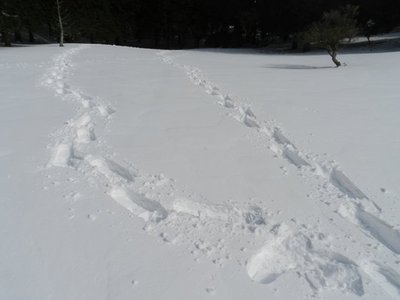 雪原歩き回る
