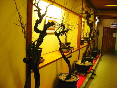 ● 廊下には、こんなのでとり囲まれてるよ