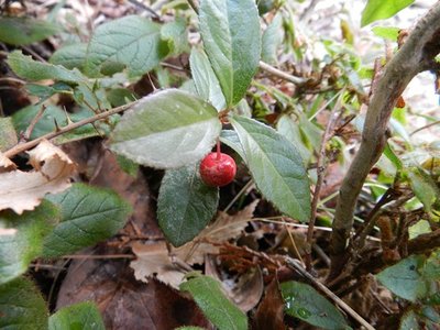 2.JPG (85.58 KiB) 閲覧された回数 5453 回 ヤブコウジ