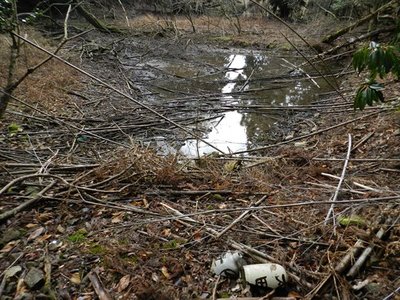 ヌタ場みたいな水場