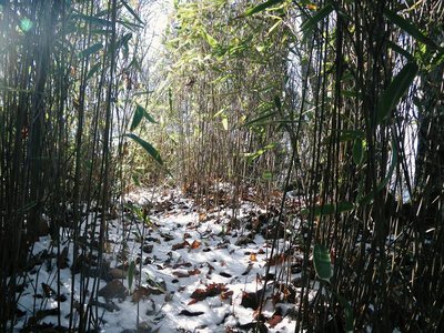 前熊～トサカの踏み分け道