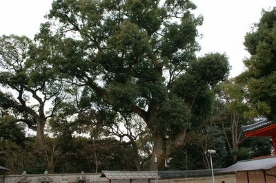 DSC06085.jpg (145.2 KiB) 閲覧された回数 6198 回 楠正成お手植えのクスノキ