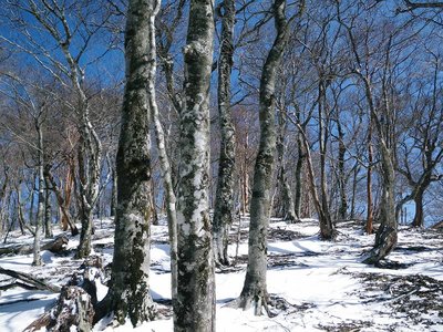 ブナの尾根