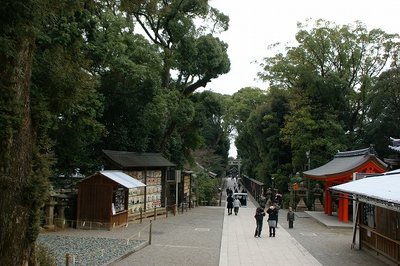 参道まわりの木はみな大きい