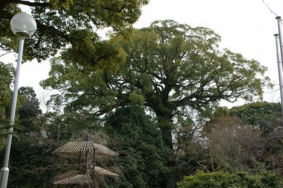 この木が一番大きいクスだと思う