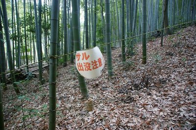 世界に明かりをともしたタケ