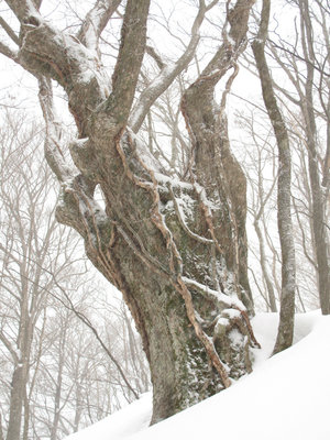 ミズナラの大木
