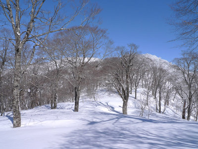 尾根はずっとこんな感じ