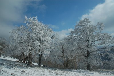 ブナは優しくお出迎え