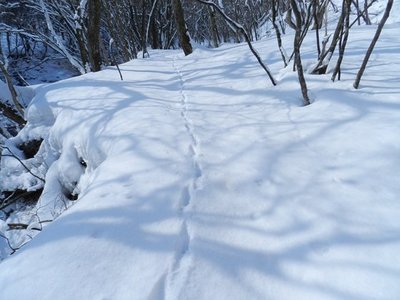 3.JPG (66.35 KiB) 閲覧された回数 10294 回 シカの足跡