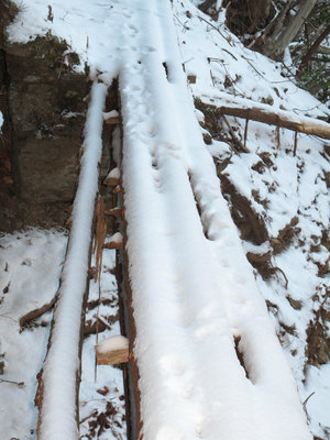 鹿はへっちゃら