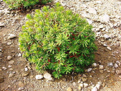 潮に強い植物だよな