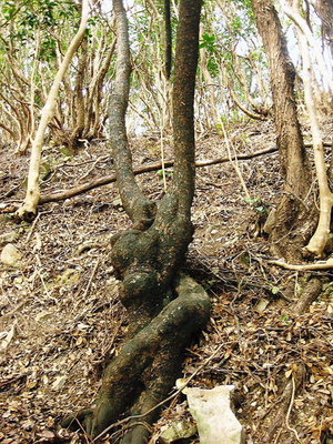 ● 黒い木だよ、樹齢は長いんだろうなあ