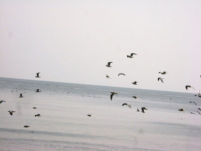 ● カモメが子どもらに追われて飛ぶ、春の海だ