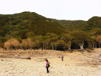 ● 浜に出たよ、ココも寝食されてるんだね。大きな木がねこぞぎ流れ出されてる