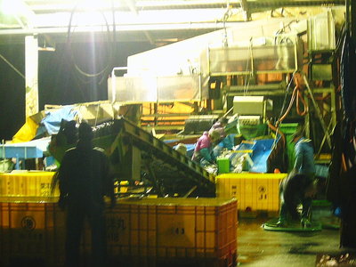 ● カタクチイワシが大量だね、ハマチの餌かな。食べたいなあ