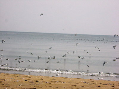 ● 浜辺は賑やかになってきました