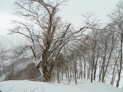 下り口の目印の木