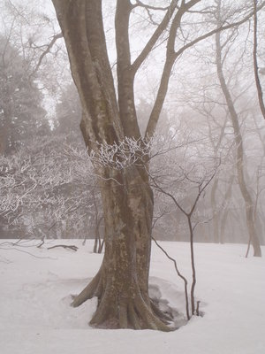 P2260169.JPG (667.4 KiB) 閲覧された回数 74719 回 大きなブナ