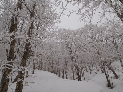 P2260189.JPG (650.72 KiB) 閲覧された回数 73554 回 霧氷