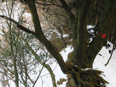 ● 寒山キレット、ココもやせちゃいました。手前の尾根から降りるだろうなあ。