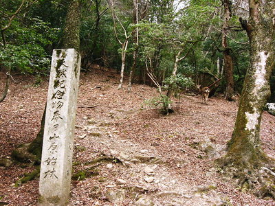 ○ 春日山原生林・いいものが隠れてるよ