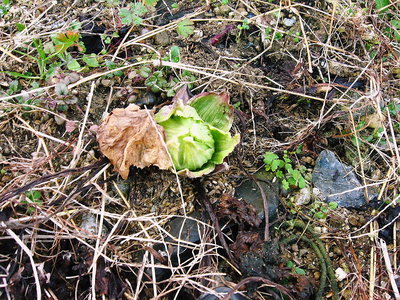 ● 畑の隅に蕗の薹見つける、おいしそうー