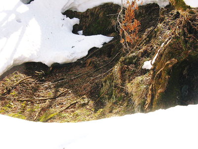 ● 周囲は1.5ｍほどの雪なのにココは乾いたドリーネ、底が開いてるんだろうなあ思う