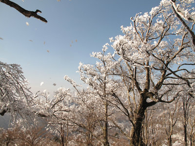 霧氷のかけらが舞う