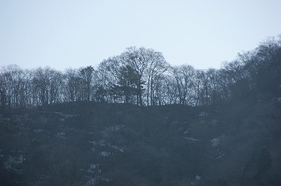 天狗のブナが見えた