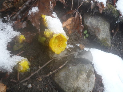 04今年初めて見た福寿草(1).JPG (850.79 KiB) 閲覧された回数 14308 回 今年初めて見た福寿草