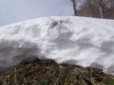 P3100031.JPG (703.7 KiB) 閲覧された回数 8958 回 雪の割れ目