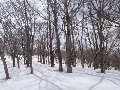 P3100043.JPG (662.39 KiB) 閲覧された回数 8958 回 ブナ林