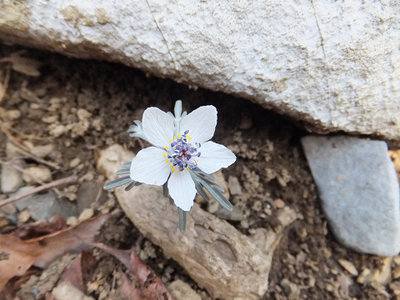 r20.jpg (93.97 KiB) 閲覧された回数 7764 回 可憐なセツブンソウ