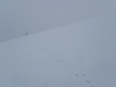 ウサギさん、何処へ？