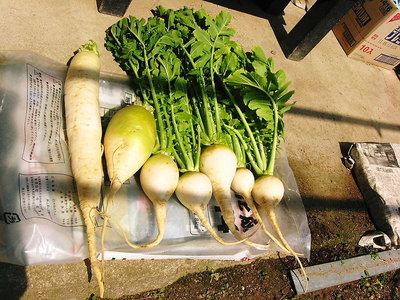 〇 ネコ額の空き地に野菜を作ろう