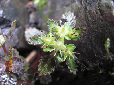 ？？？ネコノメ