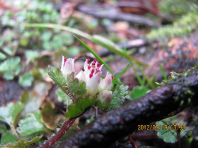 シロバナネコノメ