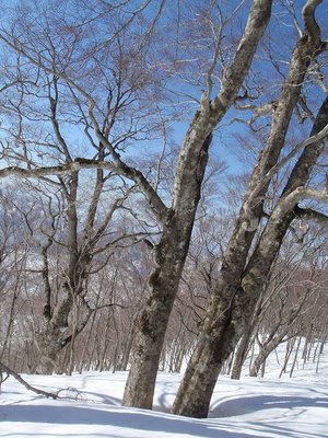 北西尾根のブナ