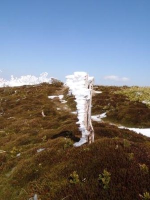 テーブルランドの苔とエビの尻尾