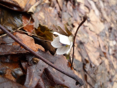 04節分草(1).JPG (472.89 KiB) 閲覧された回数 8604 回 木和田尾で見つけた節分草