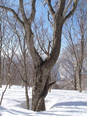 co1000ｍのｊｃｔにあるブナ