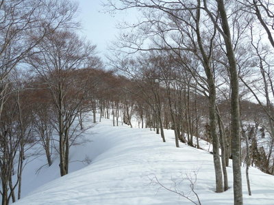 鳥越山のブナ林