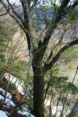 りっぱなアカガシ