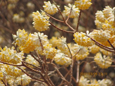 IMG_2626.JPG (507.84 KiB) 閲覧された回数 7029 回 棚田の真ん中のミツマタ